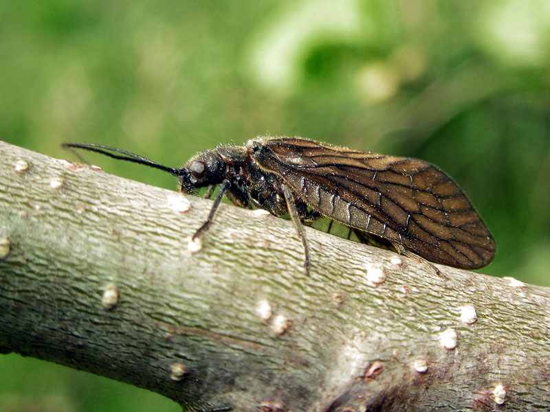 Sialis cfr. lutaria (Sialidae)